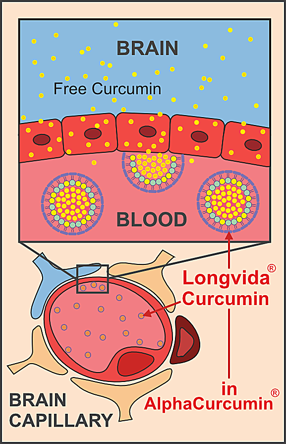 Curcumin blood-brain barrier